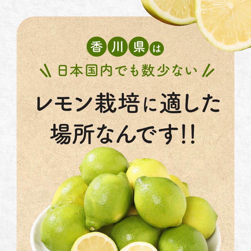 訳あり 加工用 レモン (サイズ混合) 3kg【11月下旬～4月上旬】 - 香川 ...
