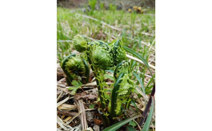 季節の山菜　こごみ