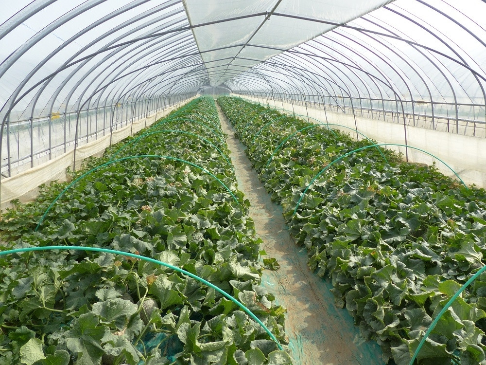 １月の厳しい寒さを乗り越え元気に育てます