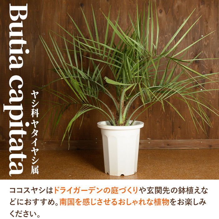 i906 ＜毎月数量限定＞ココスヤシ(鉢底より高さ約100cm) 植物 観葉植物 ココスヤシ 国内産 インテリア グリーン 自然 緑 ギフト 贈り物  数量限定【kurk PLANT LEATHER】 - 鹿児島県出水市｜ふるさとチョイス - ふるさと納税サイト