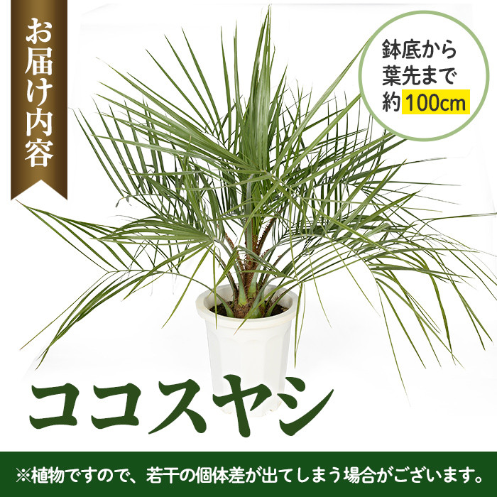 i906 ＜毎月数量限定＞ココスヤシ(鉢底より高さ約100cm) 植物 観葉植物 ココスヤシ 国内産 インテリア グリーン 自然 緑 ギフト 贈り物  数量限定【kurk PLANT LEATHER】 - 鹿児島県出水市｜ふるさとチョイス - ふるさと納税サイト