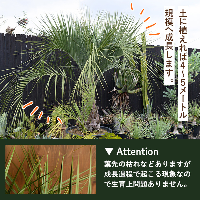 i906 ＜毎月数量限定＞ココスヤシ(鉢底より高さ約100cm) 植物 観葉植物 ココスヤシ 国内産 インテリア グリーン 自然 緑 ギフト 贈り物  数量限定【kurk PLANT LEATHER】 - 鹿児島県出水市｜ふるさとチョイス - ふるさと納税サイト