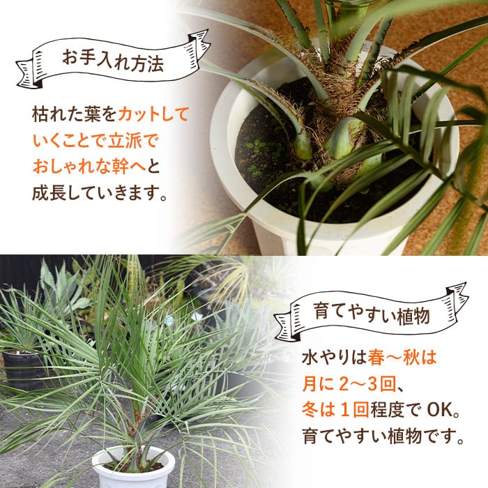 i906 ＜毎月数量限定＞ココスヤシ(鉢底より高さ約100cm) 植物 観葉植物 ココスヤシ 国内産 インテリア グリーン 自然 緑 ギフト 贈り物  数量限定【kurk PLANT LEATHER】 - 鹿児島県出水市｜ふるさとチョイス - ふるさと納税サイト