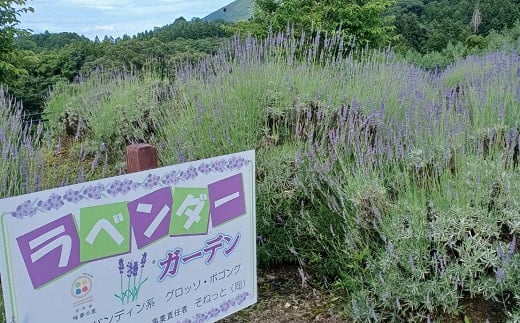 道の駅「京丹波 味夢の里」のラベンダー畑