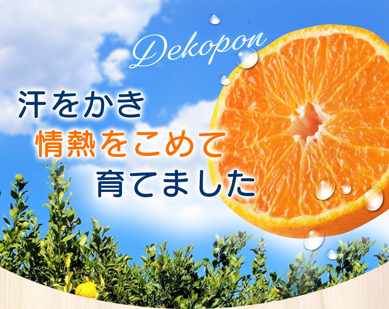 数量限定】ちょこっと訳あり 不知火 デコポン 約7kg【ご家庭用】※2024