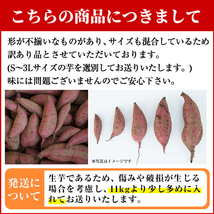 No.560 ＜訳あり・不揃い＞鹿児島県日置市産さつまいも！熟成紅はるか