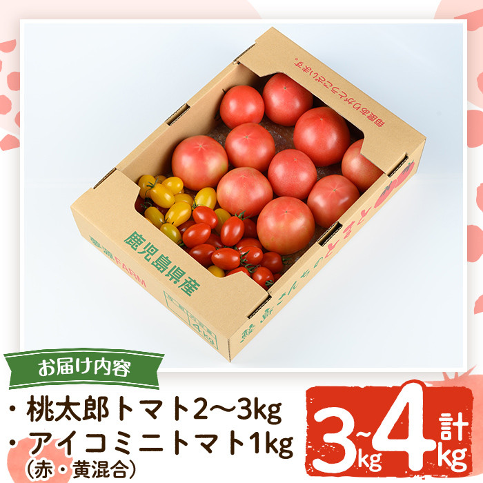 K-107  ＜期間限定！2024年2月上旬～4月中旬の間に発送予定＞農家直送トマト合計3～4kgセット！桃太郎トマト2kg～3kgと(アイコ)ミニトマト1kg(2色)【夢源FARM】国産  野菜 やさい トマト とまと ミニトマト 完熟