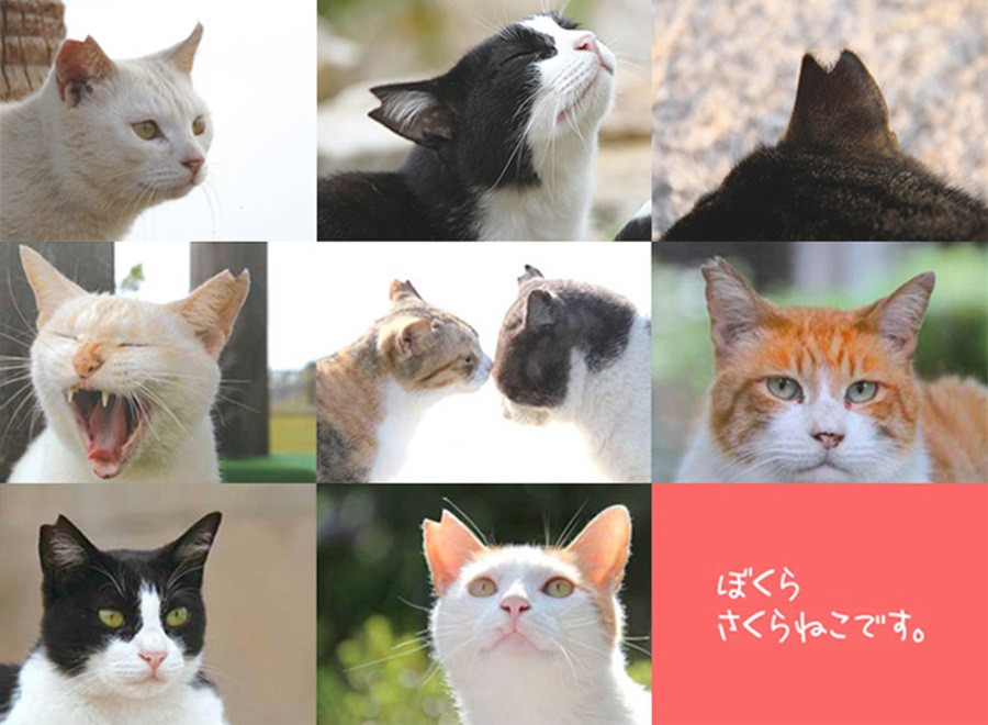 写真
