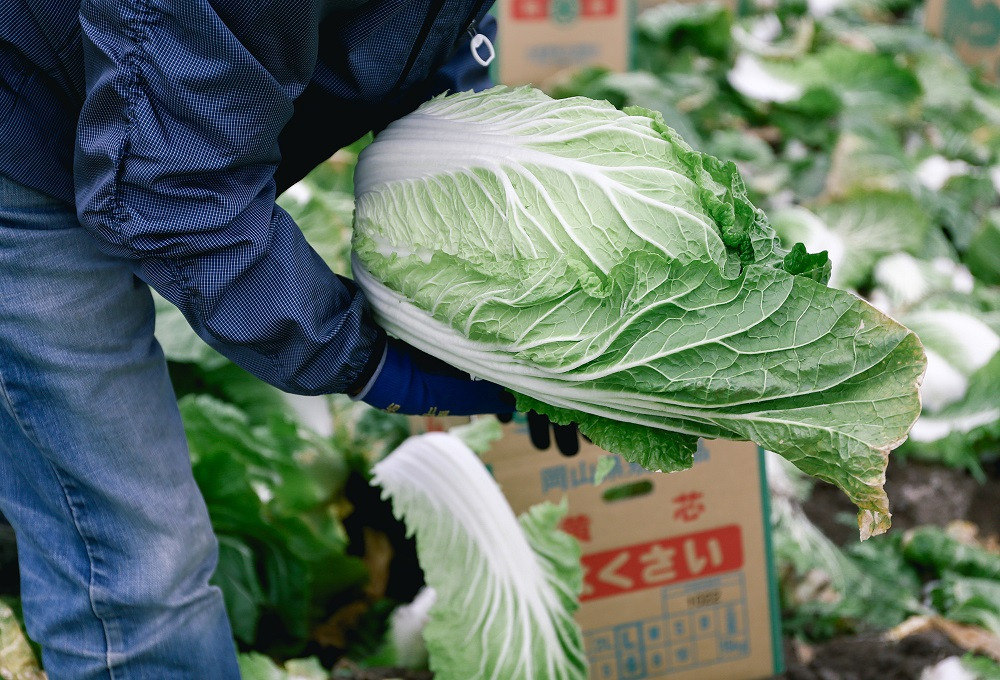 瀬戸内 牛窓産 白菜 約15kg（5～6玉） 野菜 はくさい [№5735-1029]