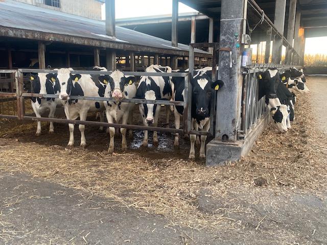 ウエモンズハートに隣接するリバティヒル広瀬牧場の牛たち