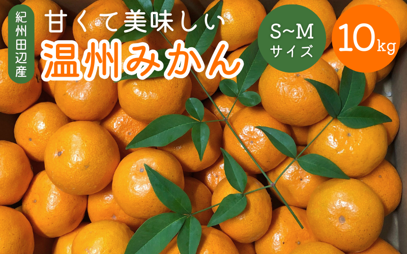 ＜先行予約＞　紀州田辺産　甘くて美味しい温州みかん１０kg（Ｓ～Ｍサイズ）  ※2024年11月下旬～12月下旬頃に順次発送予定【期間限定・10/31まで】 / 和歌山県 ミカン 柑橘 フルーツ 果物 紀州産 早生