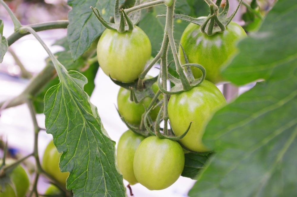 イタリアン料理に最適なトマトも栽培しています