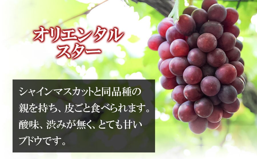 令和6年産先行予約】オリエンタルスター 約700g カラフルぶどう園 - 山形県鶴岡市｜ふるさとチョイス - ふるさと納税サイト