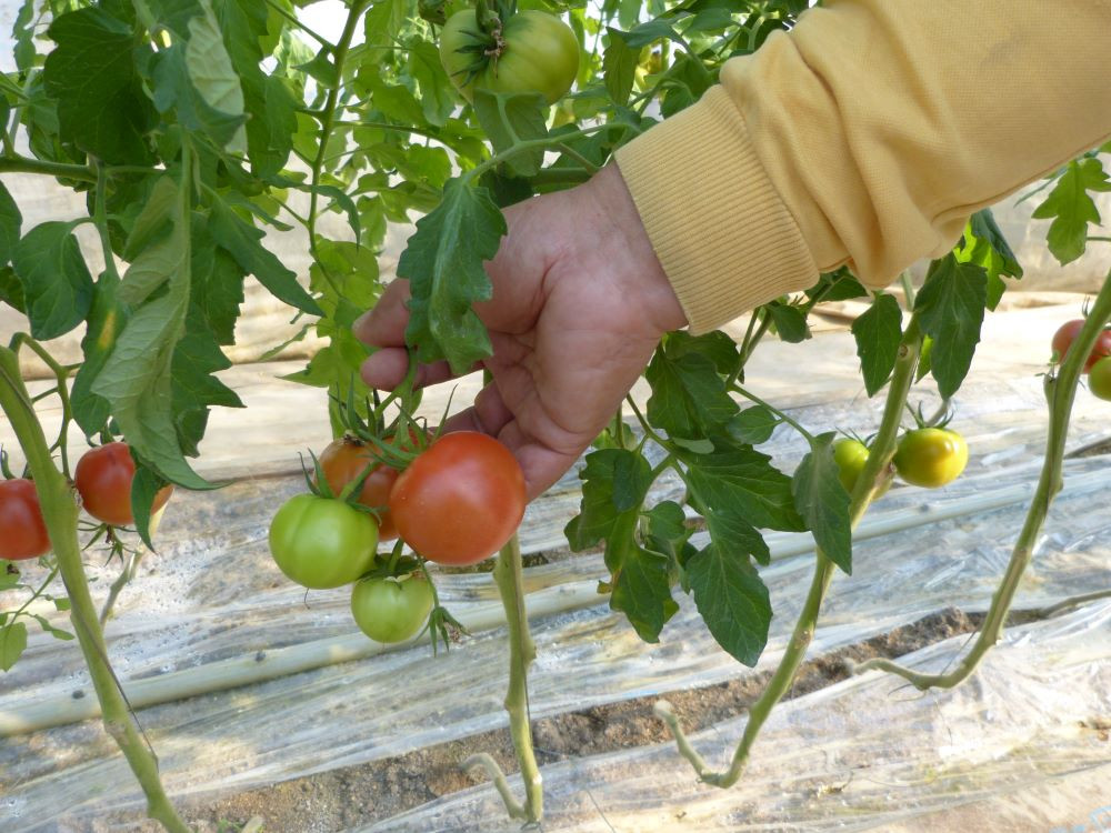 色づき始めたトマト　濃い赤色で収穫します。