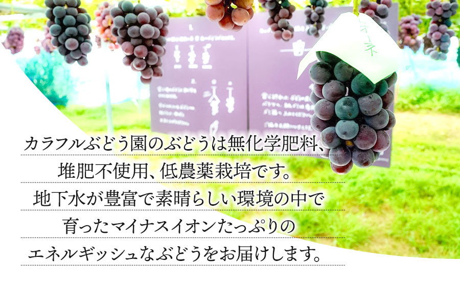 令和6年産先行予約】鶴岡市産 スチューベン 約2kg（6房～7房） 中粒