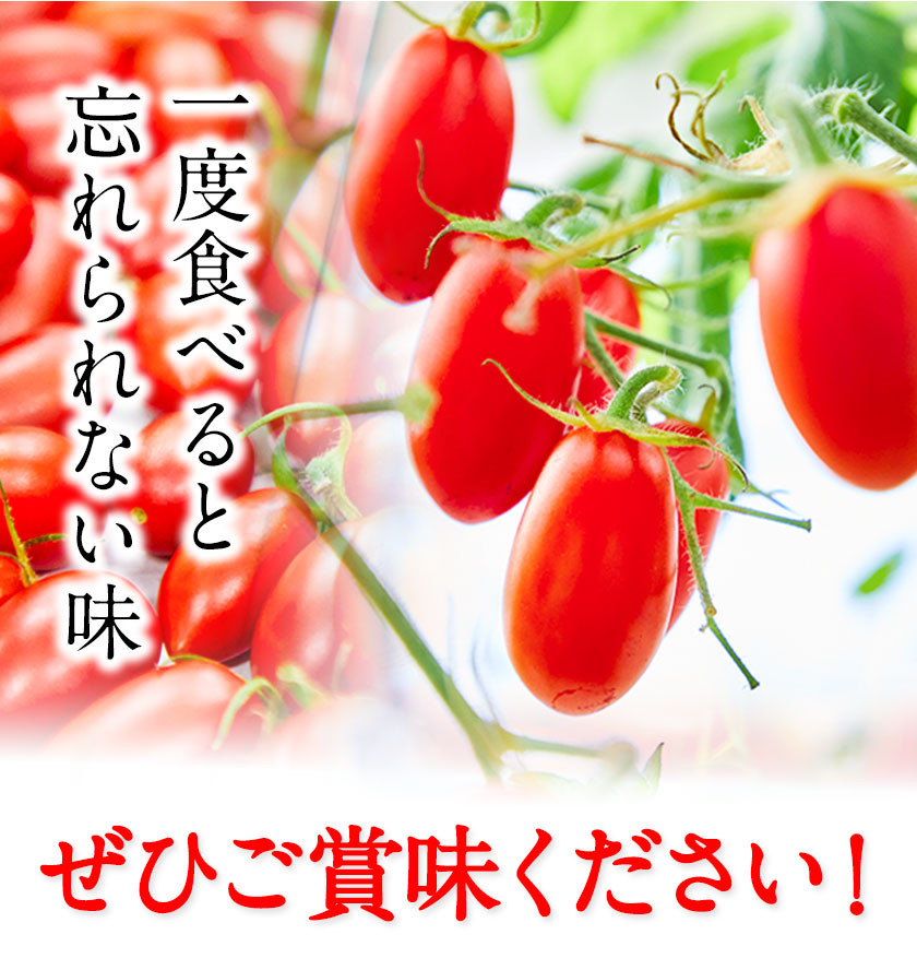 C-39a フルーツトマト 1kg 箱 ZEPPIN TOMATO OKAYAMA （ZEPPIN EX 