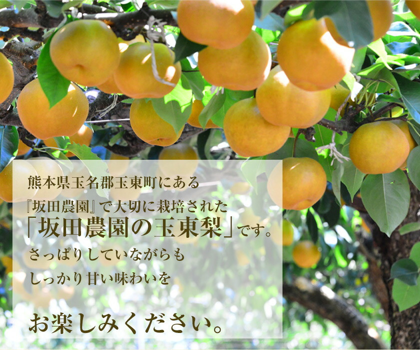 玉東町で２番目に栽培面積の広い「梨」さっぱり甘い人気の果物！