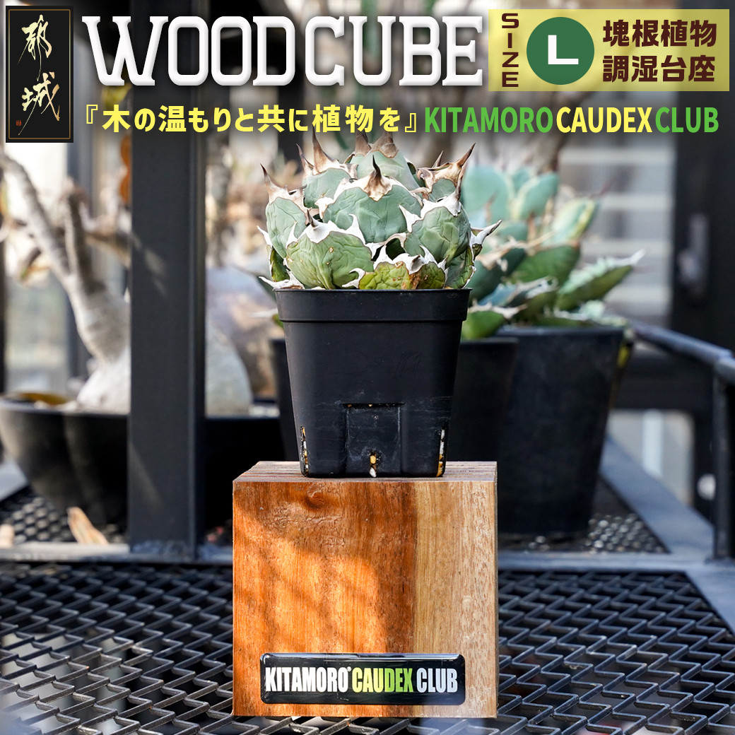 WOOD CUBE Lサイズ～あい言葉は『木の温もりと共に植物を』～_12-K101_(都城市) 台座 『空気を通す』 ハードウッド ケランジ  硬くて丈夫 『木の温もりと共に植物を』 塊根植物 コーデックス アガベ サボテン