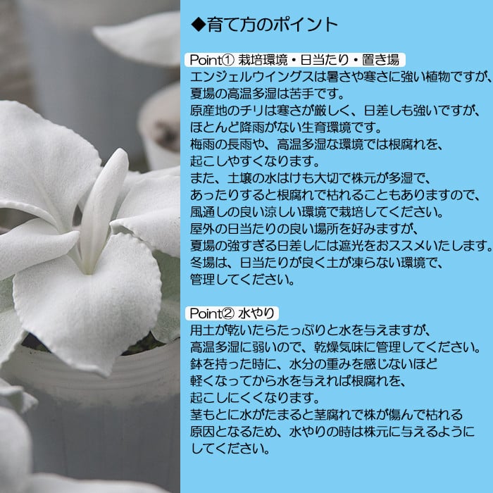 鉢物 セネシオ「エンジェルウイングス」6鉢 ／ 植物 希少 シルバーリーフ 観葉植物 安代リンドウ開発