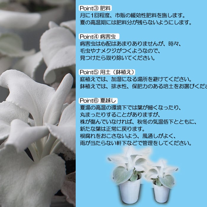 鉢物 セネシオ「エンジェルウイングス」6鉢 ／ 植物 希少 シルバーリーフ 観葉植物 安代リンドウ開発