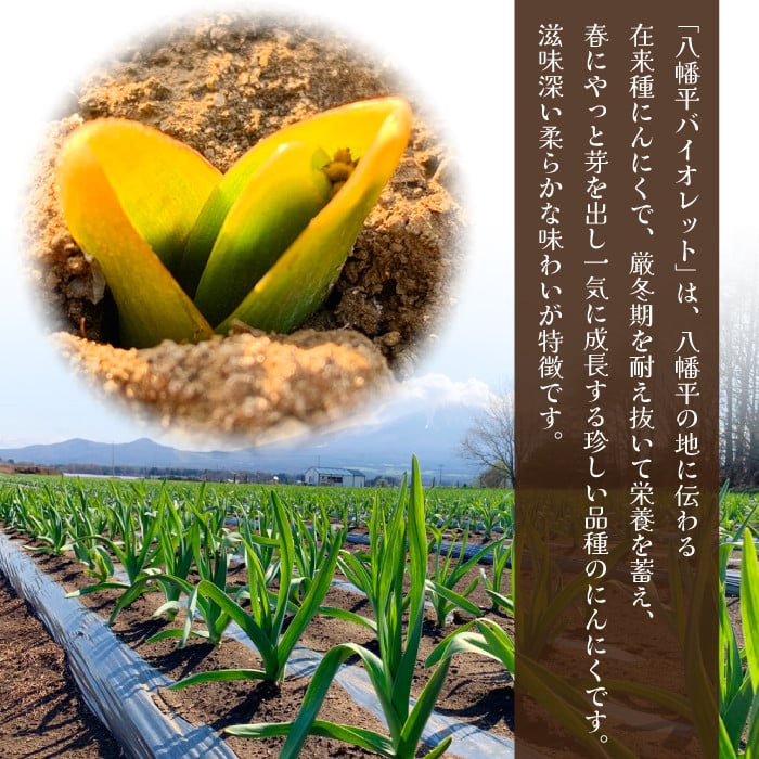 オーガニックにんにく 八幡平バイオレット 1kg ／ ニンニク 大蒜 野菜 産地直送 すばるファーム - 岩手県八幡平市｜ふるさとチョイス -  ふるさと納税サイト