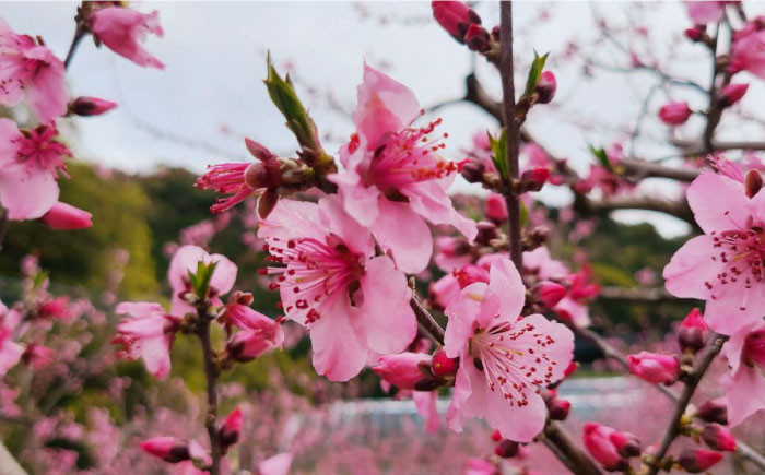 【2024年3月26日撮影】 満開の桃の花