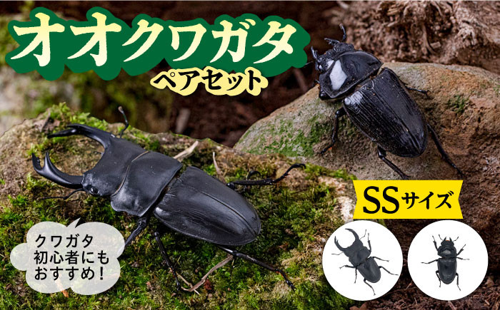 オオクワガタ ペア (SSサイズ) 糸島市 / 糸島クワガタの森 昆虫 ペット 