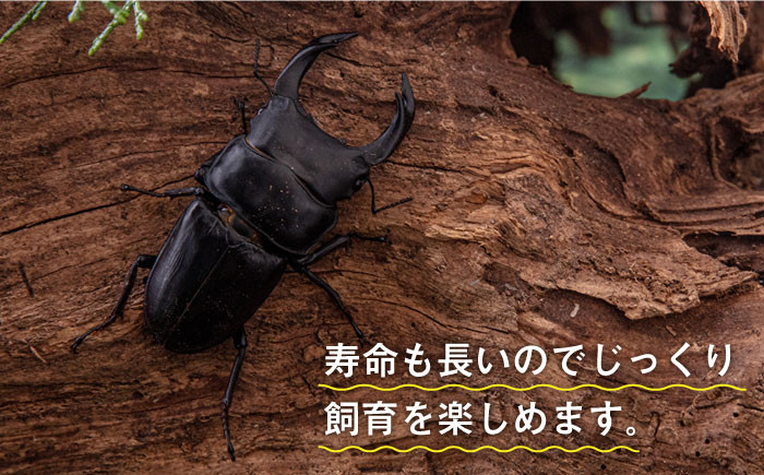 オオクワガタ ペア (Lサイズ) 糸島市 / 糸島クワガタの森 昆虫 ペット