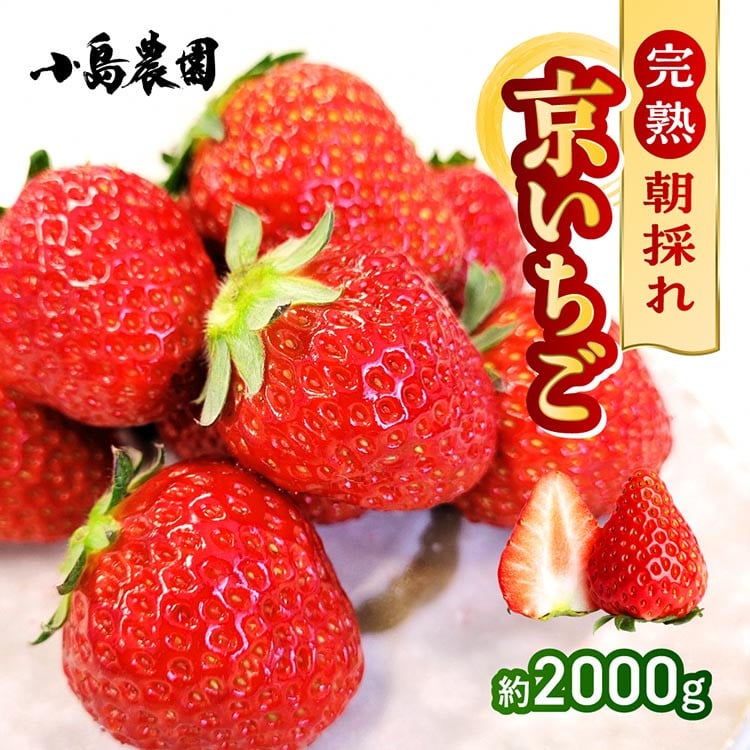 数量限定】高級 京いちご 内容量 約2,000g（250g 8パック）【紅ほっぺ