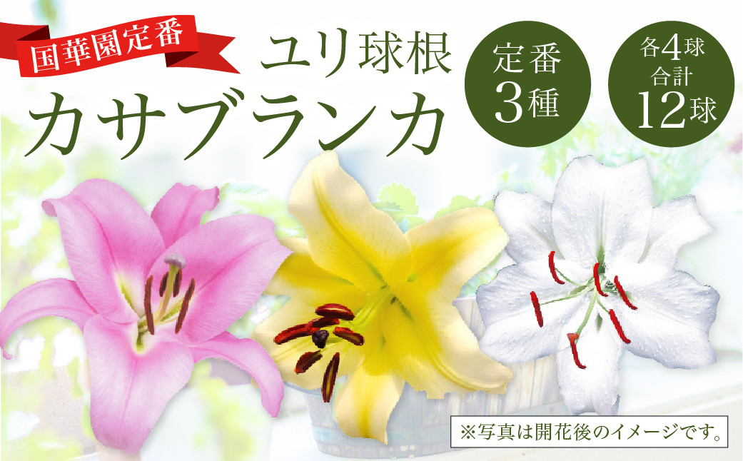 2024年10月上旬発送開始】ユリ球根 カサブランカ 3種 各4球 合計12球 球根 大球定番 (カサブランカ・ゴールデンカサブランカ・ピンク カサブランカ) 花 フラワー セット 園芸 ガーデニング 植物 高品質 送料無料 - 宮崎県えびの市｜ふるさとチョイス - ふるさと納税サイト