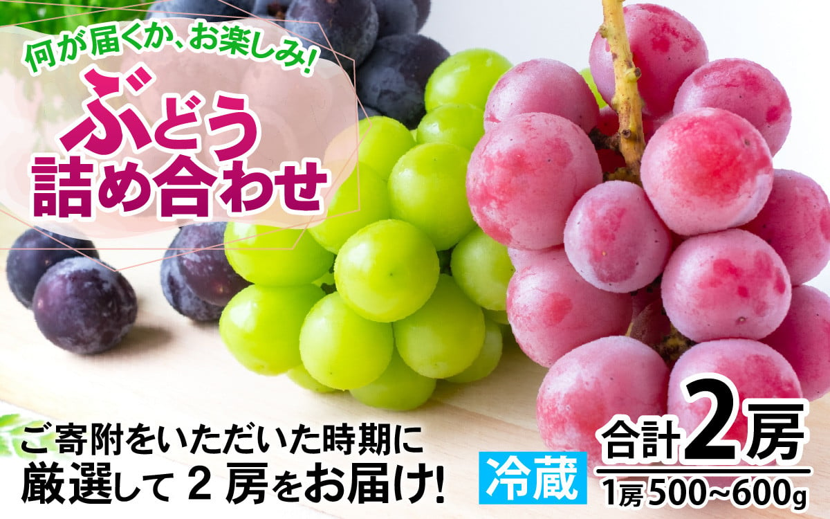 先行予約】産地直送 ぶどう 詰め合わせ 2房【2024年8月10日～順次発送】おすすめ 人気 予約 福井県 南越前町 フルーツ ブドウ 果物 ぶどう  マスカット くだもの お届け 国産 葡萄 先行予約 贈答 新鮮 - 福井県南越前町｜ふるさとチョイス - ふるさと納税サイト