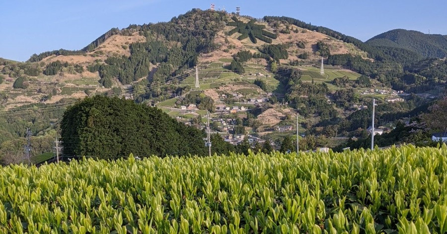 掛川市粟ヶ岳　世界農業遺産　静岡の茶草場農法