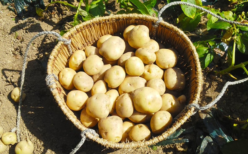 宇和島市遊子産 男爵いも NPO法人段畑を守ろう会 野菜 ジャガイモ 男爵 芋 不揃い 産地直送 特産品 馬鈴薯 ばれいしょ いも 農家直送 産地直送  数量限定 国産 愛媛 宇和島 F012-051001 - 愛媛県宇和島市｜ふるさとチョイス - ふるさと納税サイト