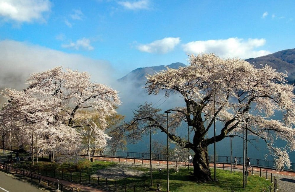  荘川桜