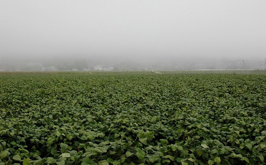 丹波霧に包まれる黒豆畑。