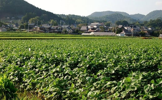 京丹波町では、黒大豆畑が広がっています。