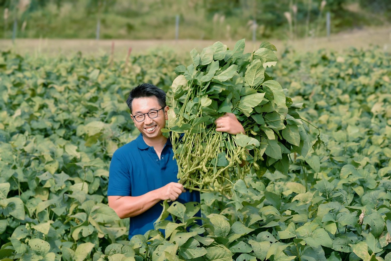 丹波黒大豆の一大生産地・京丹波町では、黒大豆畑が広がっています。