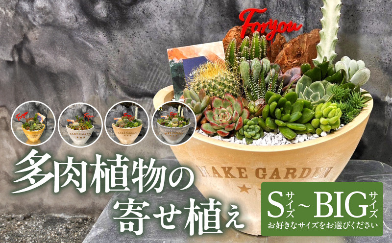 サイズが選べる】多肉植物の寄せ植え_M238-008-SKU - 宮崎県宮崎市｜ふるさとチョイス - ふるさと納税サイト