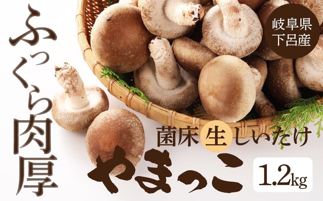 予約受付【期間限定】（2024年11月から順次発送）菌床生椎茸 詰め合わせ 1.2kg しいたけ シイタケ 生しいたけ 椎茸 下呂温泉 下呂市 飛騨  やまっこ 生椎茸 肉厚 - 岐阜県下呂市｜ふるさとチョイス - ふるさと納税サイト