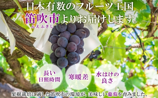 シャインマスカットは美味しい!と納得いただける品質を目指しています。