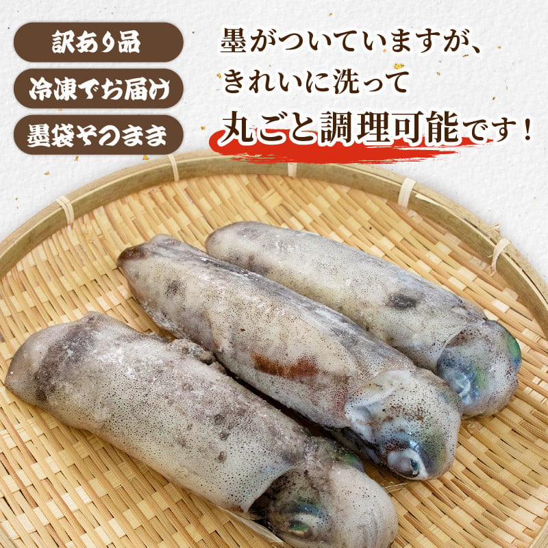 烏賊の王様「特大、活アオリ 20尾位 4kg」烏賊の王様!! お刺身用境港産 - 魚介類