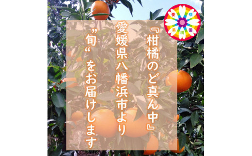 愛咲果樹園 「 甘平 」約2kg<C71-11>_ みかん ミカン 果物 愛咲果樹園 「 甘平 」約2kg<C71-11>_ みかん ミカン 果物