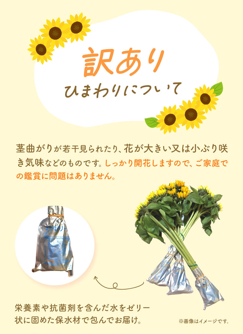 ふるさと納税 高成園 季節の切り花 ひまわり [0158]【2023年6月上旬以降配送】 埼玉県杉戸町 - 生花