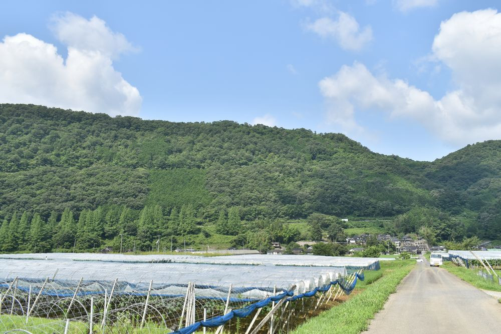 写真