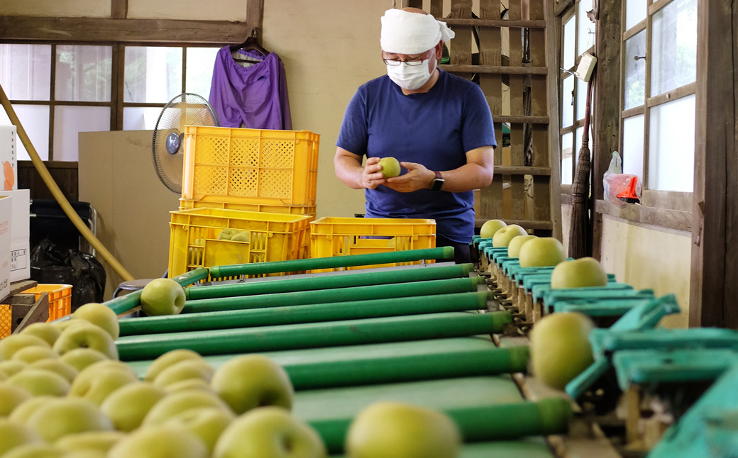 先行予約】＜数量限定20箱＞ 埼玉ブランドの梨 彩玉 約3kg | 埼玉県 北本市 新鮮 季節の果物 和梨 ナシ なし サイギョク さいぎょく  フレッシュ 大玉 甘い フルーツ 果汁 くだもの 旬 おすそわけ ギフト お取り寄せ 限定品 - 埼玉県北本市｜ふるさとチョイス - ふるさと ...