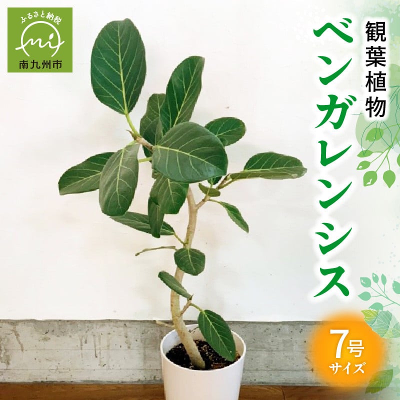 066-15 観葉植物 ベンガレンシス7号サイズ1鉢 - 鹿児島県南九州市｜ふるさとチョイス - ふるさと納税サイト