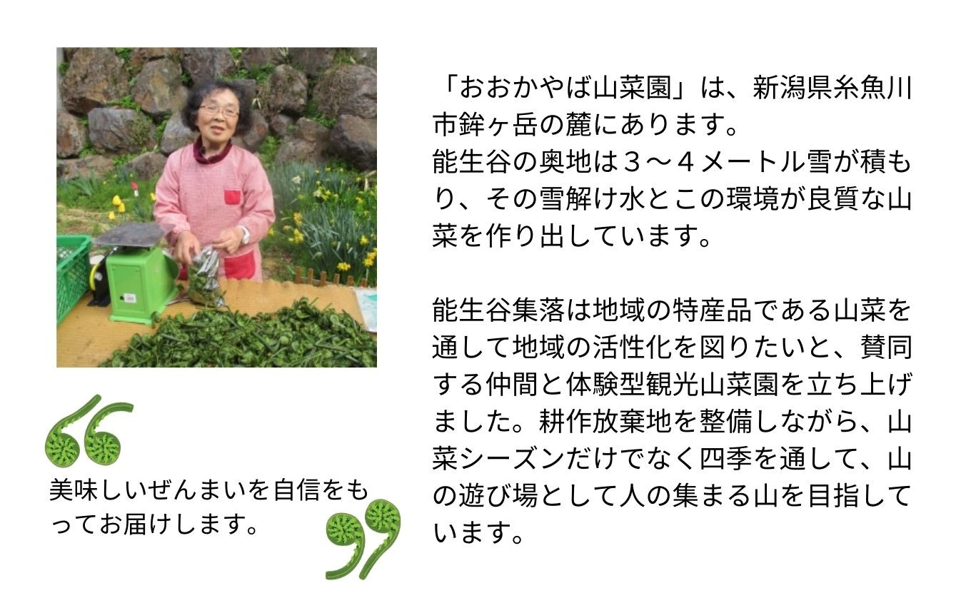 令和6年産 新物 ぜんまい 小500g【乾燥ぜんまい 干しぜんまい 天日干し 手もみ 乾物 新潟県 糸魚川市 山菜 ゼンマイ 能生谷  おおかやば山菜園】 - 新潟県糸魚川市｜ふるさとチョイス - ふるさと納税サイト