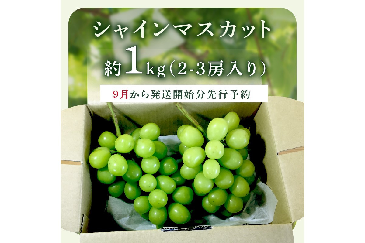 シャインマスカット(ぶどう)＜2024年9月から発送開始分先行予約＞【A5-468】 - 福岡県飯塚市｜ふるさとチョイス - ふるさと納税サイト
