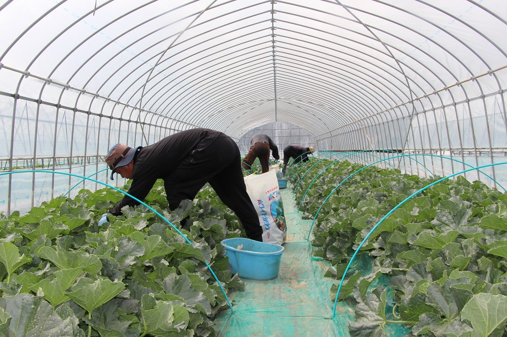 大玉で高品質のメロンにするための摘果作業