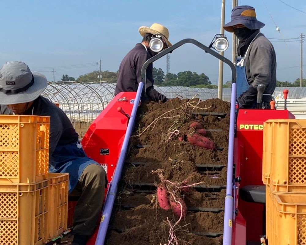 美味しいさつまいもが収穫できる喜び